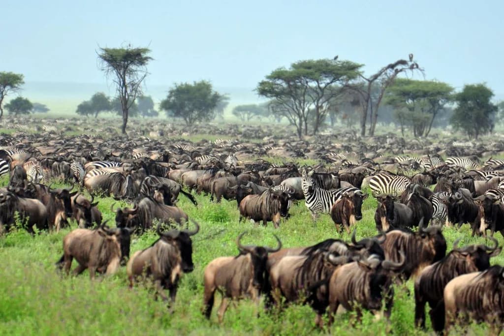Serengeti National Park