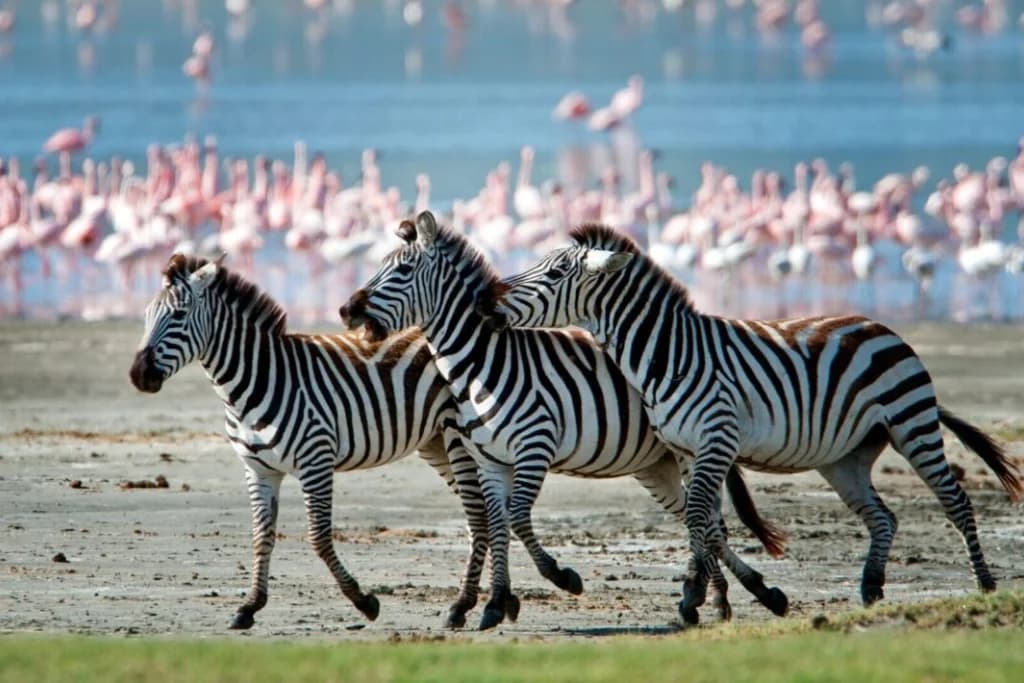 Lake Manyara National Park
